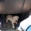 보은염소농장 이미지