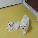 몽이애견 이미지