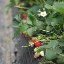 그린레일 이미지