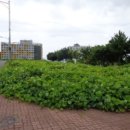 새서귀초등학교 이미지