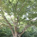 청주한씨 열녀문 이미지