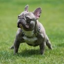 하이롤러 코리아 이미지