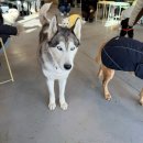 훈트(HUND) 이미지