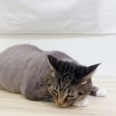 대왕바우 이미지