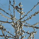 버들강아지 이미지