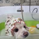 그루머공간 이미지