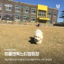 Dog 앤 Story 이미지