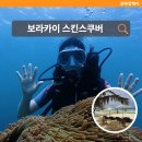 보라카이 액티비티 추천 스쿠버다이빙 체험 프로그램 후기