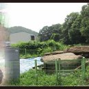 대곡동지석묘군 이미지