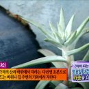 와송나라 이미지