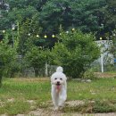 역골농장 | 다남숲멍빌리지, 인천애견카페 야외강아지운동장 방문후기