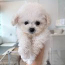 CHUBBY DOG | 마산강아지분양 마산고양이분양