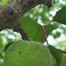 푸른식물병원 이미지