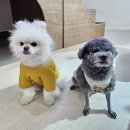 파인댕스 네이버블로그