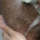 어메이징펫 이미지