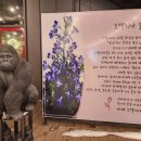 카페로벨리아