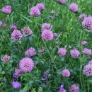 레드클로버 이미지