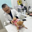 엘림동물병원 이미지