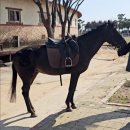 오고!24(oh!go24) | 경기 안산/ 캠핑장에 말이 지나간다고? 대부도 베르아델 캠핑장 솔직 후기