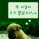 같이 Daum카페