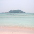 비양도의 비양나무자생지 이미지