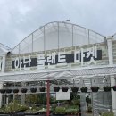 공감마켓 | 🌿일산꽃집 투어 끝판왕! 감성 폭발✨ 아난플랜트마켓 솔직후기!