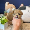 마이도그샵 이미지