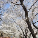 (주)빙글뱅글 | 하동 십리벚꽃길 만개 중 실시간 개화 상황 및 여행 후기