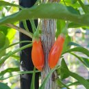 맹씨네 농장 이미지