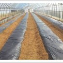 친환경 토마토 이미지