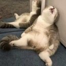 탑호프 | #w.7 [아르하] 웨딩 드레스투어 ( 루시, 블랑, 스완, 호프, 로시 )