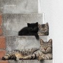 뽀시래기 이미지