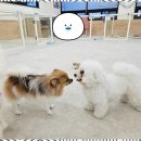 멍땅내사랑 애견유치원 애견호텔 | 구리애견유치원 우리 강아지의 행복한 유치원 이야기