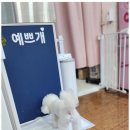 오늘, 예쁘개 이미지