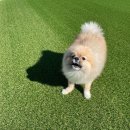 하이댕스 이미지