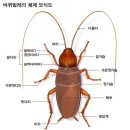바퀴벌레 TMI🌚 이미지