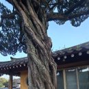 진양상회 | [경남] 2025, 산청 … 4. 남사 예담촌