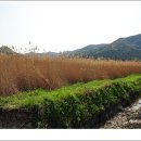 김인경바지락죽 이미지