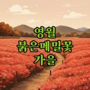 삼옥2리 먹골마을 공중화장실 | 영월 붉은메밀꽃 축제 주차장 걱정 없이 즐기는 가을 영월여행 추천!