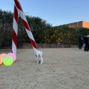 멍멍마캣 | 이천 시몬스 테라스점 애견동반 방문후기🐶