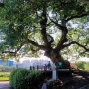 느티나무 이미지