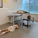 냥떼목장 | 일산 아이랑 가볼만한곳 일산 고양이 카페 냥떼목장 후기