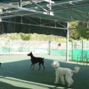 애견운동공원 이미지