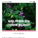 싸리열매 구할수 있을까해서요 이미지