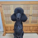 크라운독 이미지