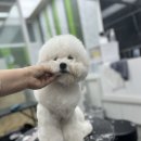 우프루프 이미지