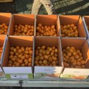 선영이네농장 이미지