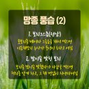 [신비한 절기 이야기] 망종(芒種): 보리 베고 모내기 시작하는 24절기의 과학과 풍속