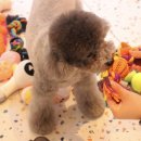 도그조아 이미지