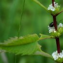 묘한향기 이미지